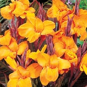 Cancea 'Gold Ader'